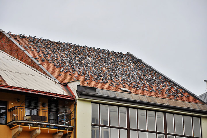 A2B Pest Control are able to install spikes to deter birds from roofs in Shepway. 