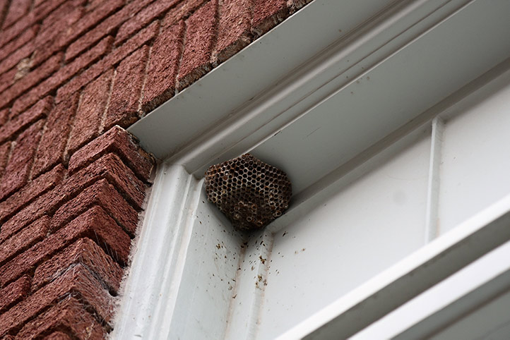We provide a wasp nest removal service for domestic and commercial properties in Shepway.